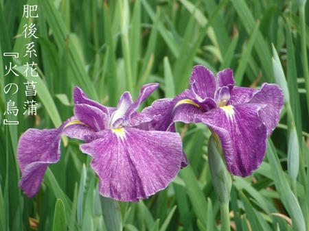 花菖蒲　品種編　肥後系.jpg