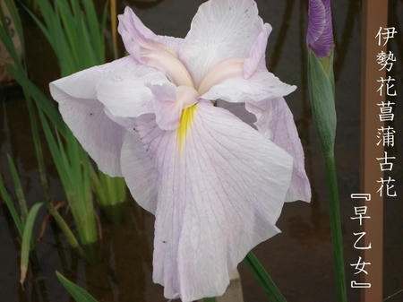 花菖蒲　品種編　伊勢系.jpg