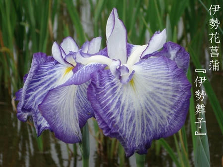 花菖蒲　品種編　伊勢系.jpg