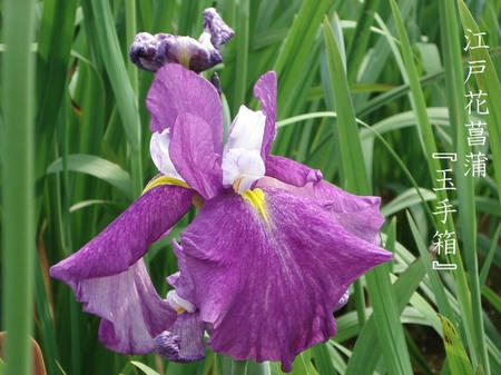 花菖蒲　品種編　江戸系.jpg