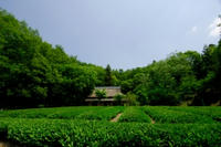 chabatake.jpg