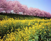 sakura.jpg