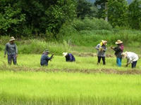 thai3-1.jpg