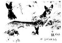 kitsune.jpg