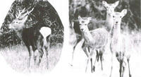 dure2_43sika.jpg