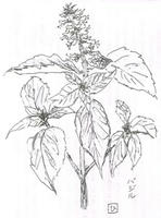 dure2_45basil.jpg