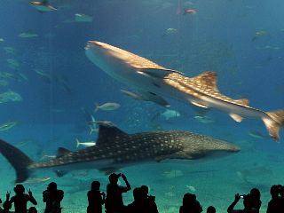 美ら海水族館