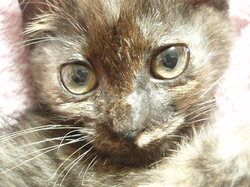 2007.9.12-9438-hetima.png