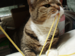 2006.1.8-0948-kiki-himo.png