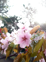 080426-sakura.png