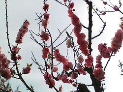 090508-ume-4.jpg
