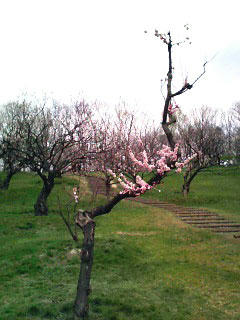 090508-ume-5.jpg