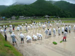 田植えイベント