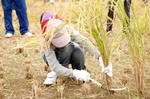 稲刈りイベント