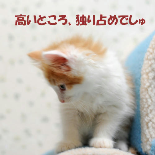 081229-3.jpg
