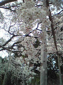 枝垂桜
