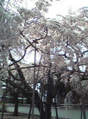 枝垂桜