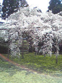 春うた桜