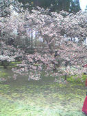 春うた桜