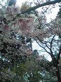 春うた桜
