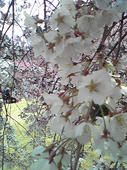 春うた桜
