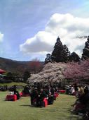 春うた桜