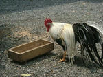 DSCF1060.JPG