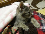 DSC00753.jpg