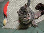 DSC00790.jpg