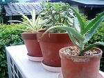 植木鉢