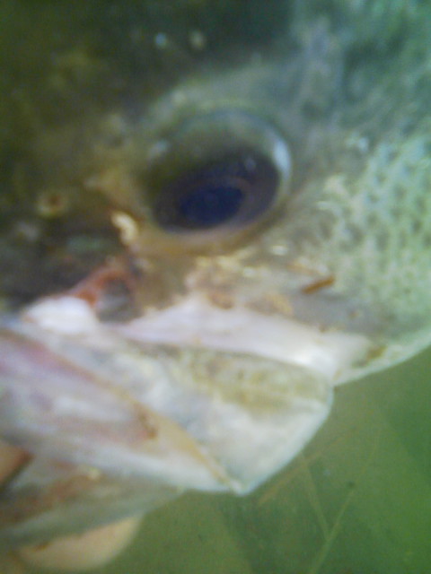 水中映像その２