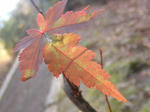 DSCF00051.JPG