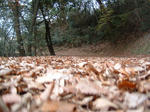 DSCF0002.JPG
