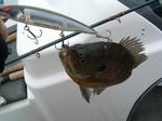 DSCF0015.JPG