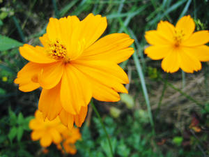 何故か花の写真