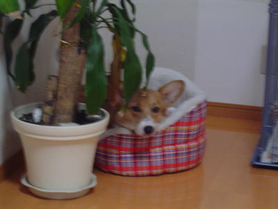 DSC04242.JPG