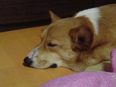 DSC04248.JPG
