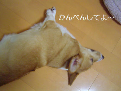 DSC06644-2.jpg