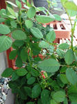 IMG_1224.JPG