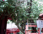 PICT0098.JPG