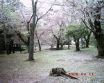 PICT0102.JPG