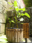 DSC04096.JPG