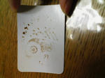 KC290034.jpg