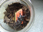 DSC04154.JPG