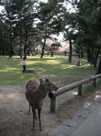 なら公園
