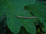 DSC02519.JPG