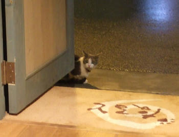 ぐれちゃん
