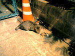 ねこリベンジ