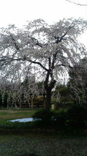20100403111515.jpg
