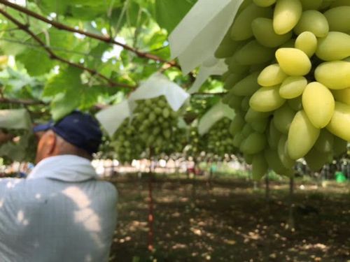 山梨勝沼評判の良い人気ぶどう農園試食無料アートテン農法のぶどうお取り寄せ可大々園口コミ